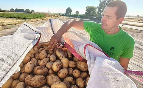 Un agricultor salmantino muestra las patatas cosechadas Un agricultor salmantino muestra las patatas cosechadas