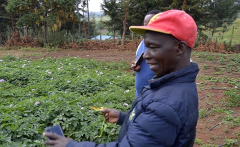 Potato growers in Kenya Potato growers in Kenya