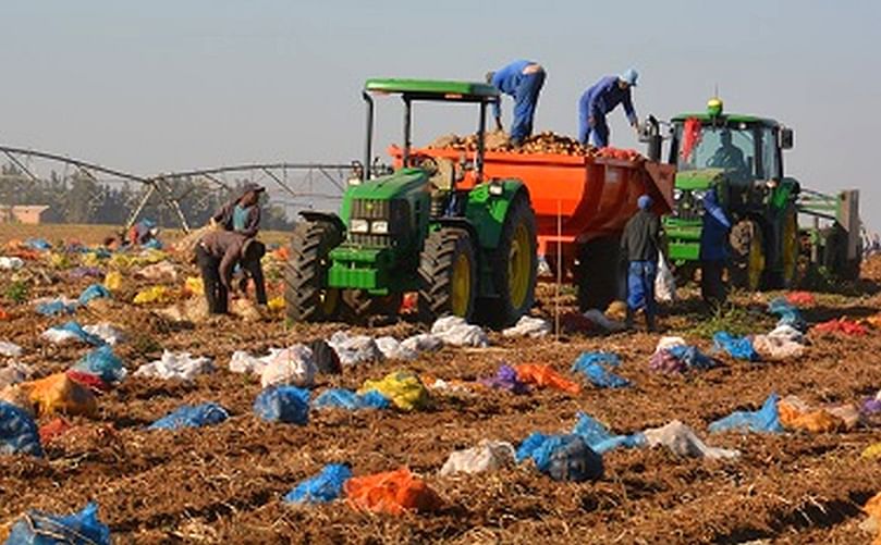 South African potato farmers have been achieving production yields of an average of 47 tonnes per hectare, on par with the highest in the world.