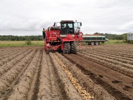 In order to secure a steady potato supply for its chips, Japanese snack maker Calbee is growing more potatoes in rice fields, adding regions as well. Potato harvest