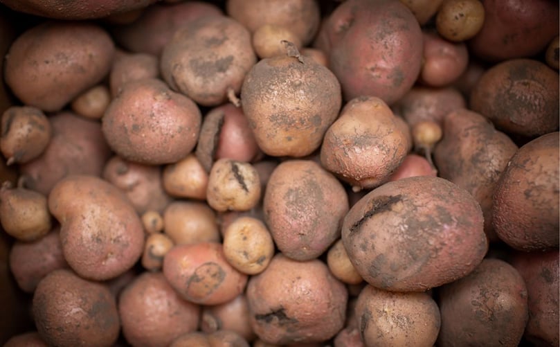 Researchers weren't sure how the potatoes would respond to the high temperatures, but harvest showed the modified potatoes grew 30% more mass than the control potatoes. Researchers weren't sure how the potatoes would respond to the high temperatures, but harvest showed the modified potatoes grew 30% more mass than the control potatoes.