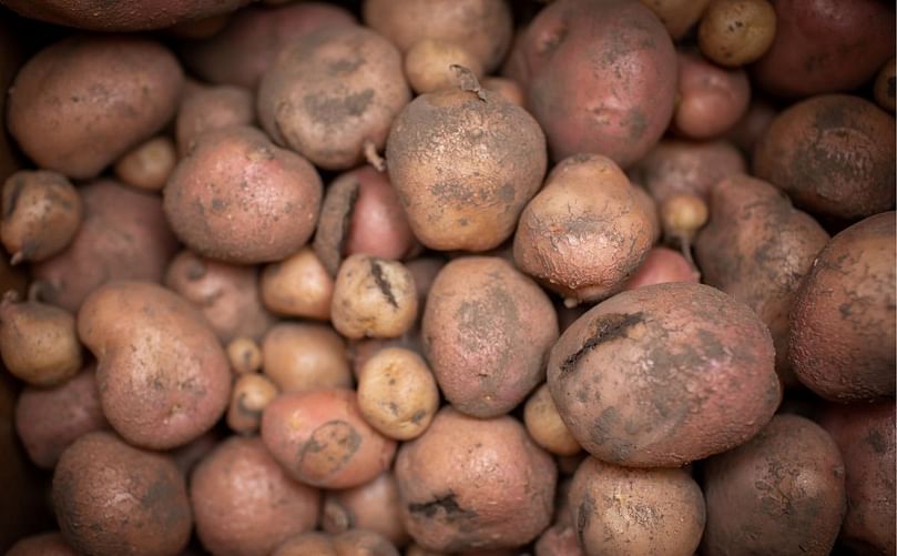 Researchers weren't sure how the potatoes would respond to the high temperatures, but harvest showed the modified potatoes grew 30% more mass than the control potatoes.