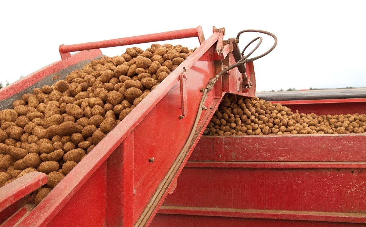 Rain delays completion of potato harvest on Prince Edward Island Rain delays completion of potato harvest on Prince Edward Island