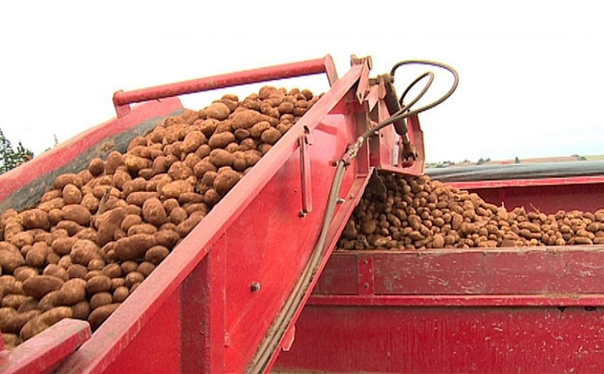 Rain delays completion of potato harvest on Prince Edward Island Rain delays completion of potato harvest on Prince Edward Island