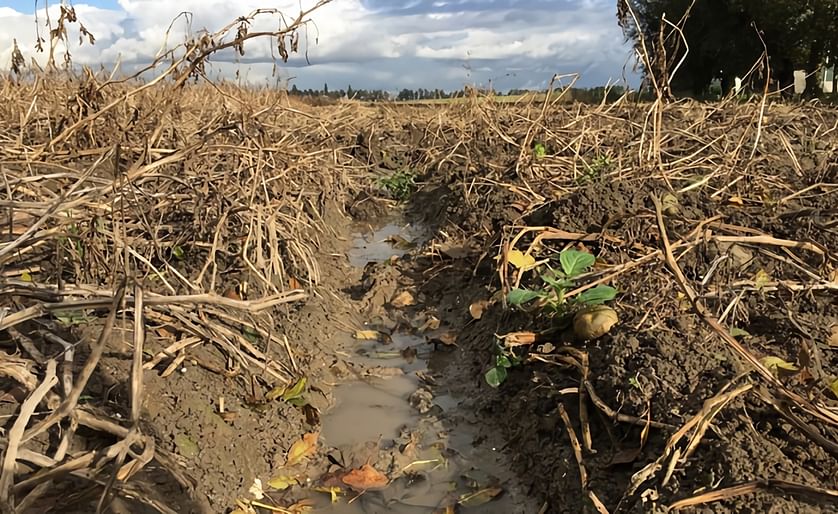 The potato harvest is going slow since in many areas it was to wet to harvest in October, especially in Belgium and The Netherlands. (Courtesy: Rijnmond)