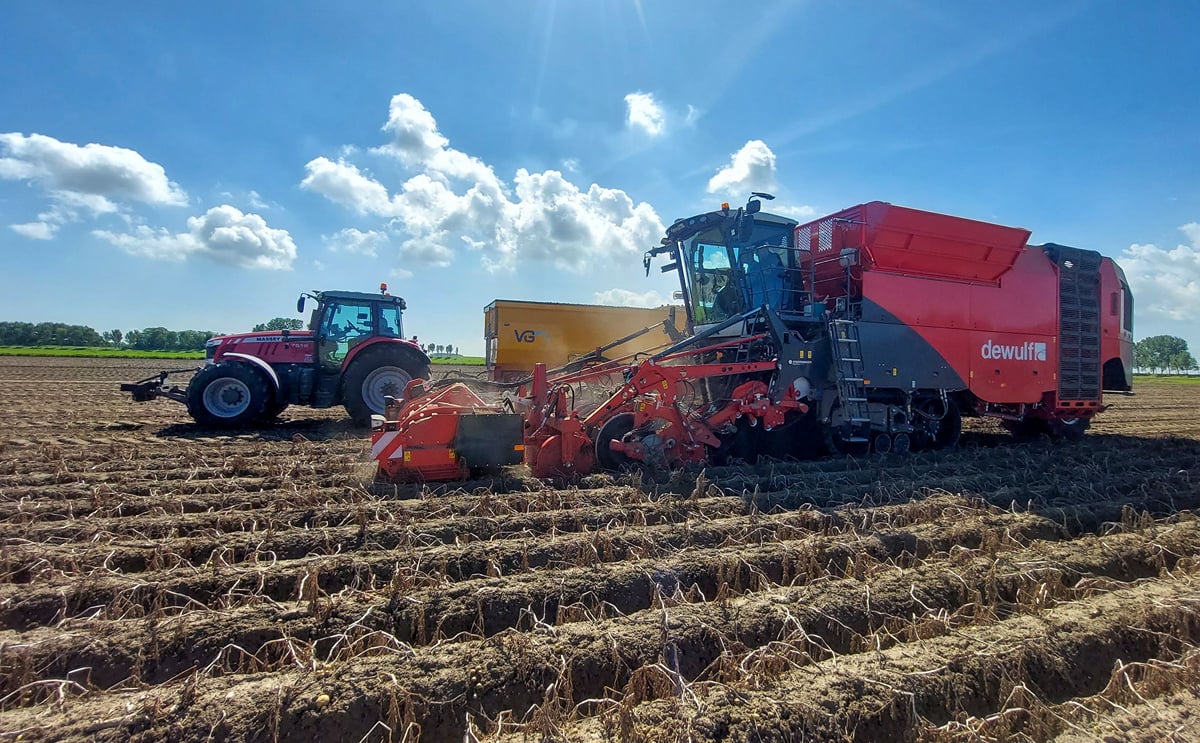 Potato harvest August 2023 in the Netherlands (Courtesy: Dewulf) Potato harvest August 2023 in the Netherlands (Courtesy: Dewulf)