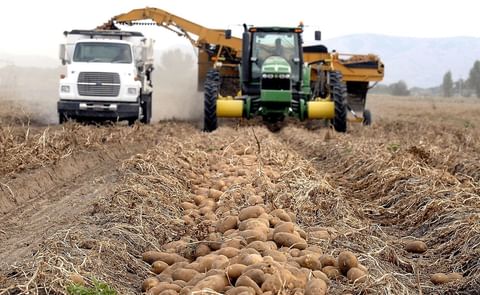 Potato harvesting in near Fort Hall, Idaho (undated) (Courtesy: Idaho State Journal) Potato harvesting in near Fort Hall, Idaho (undated) (Courtesy: Idaho State Journal)