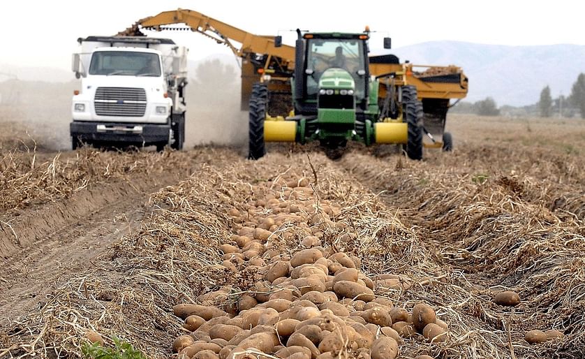 Potato harvesting in near Fort Hall, Idaho (undated) (Courtesy: Idaho State Journal)