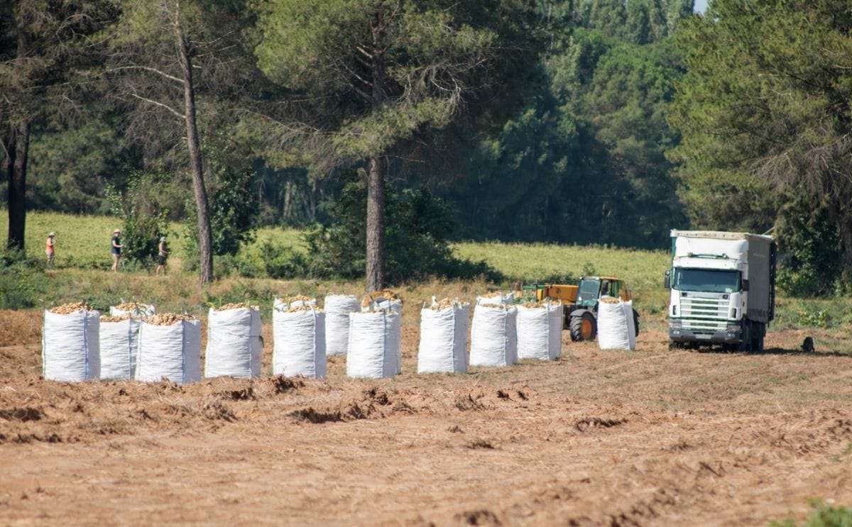 Potato harvest in France