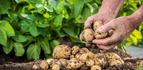 Belgian potato producers are relieved