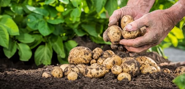 Belgian potato producers are relieved