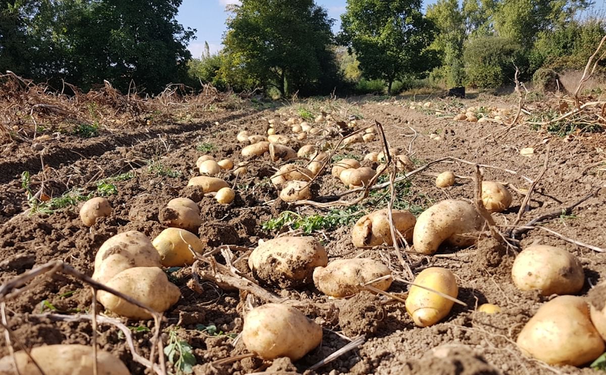 potato harvest in alava spain