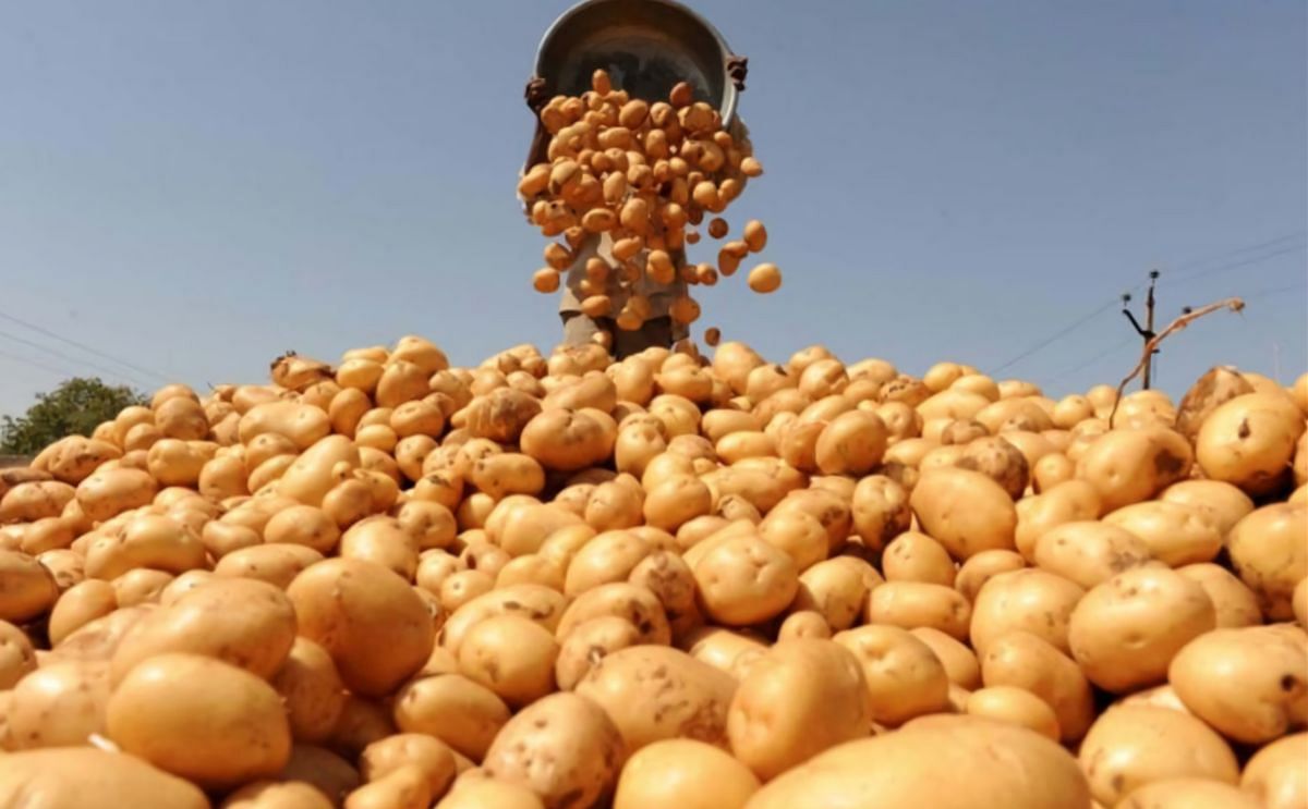 Potato harvest in Tajikistan increased by more than 100 thousand tonnes in 2021 Potato harvest in Tajikistan increased by more than 100 thousand tonnes in 2021