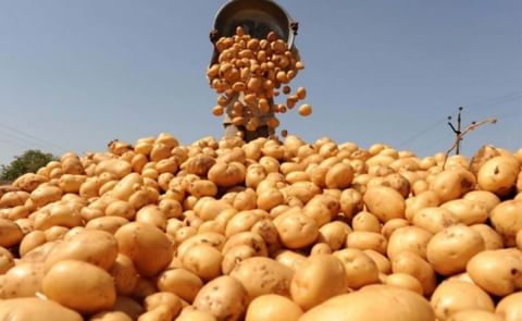 Potato harvest in Tajikistan increased by more than 100 thousand tonnes in 2021
Potato harvest in Tajikistan increased by more than 100 thousand tonnes in 2021