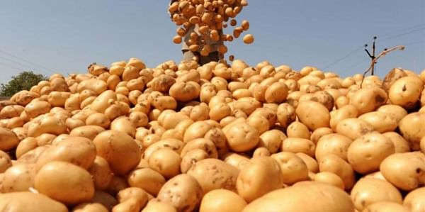 Potato harvest in Tajikistan increased by more than 100 thousand tonnes in 2021