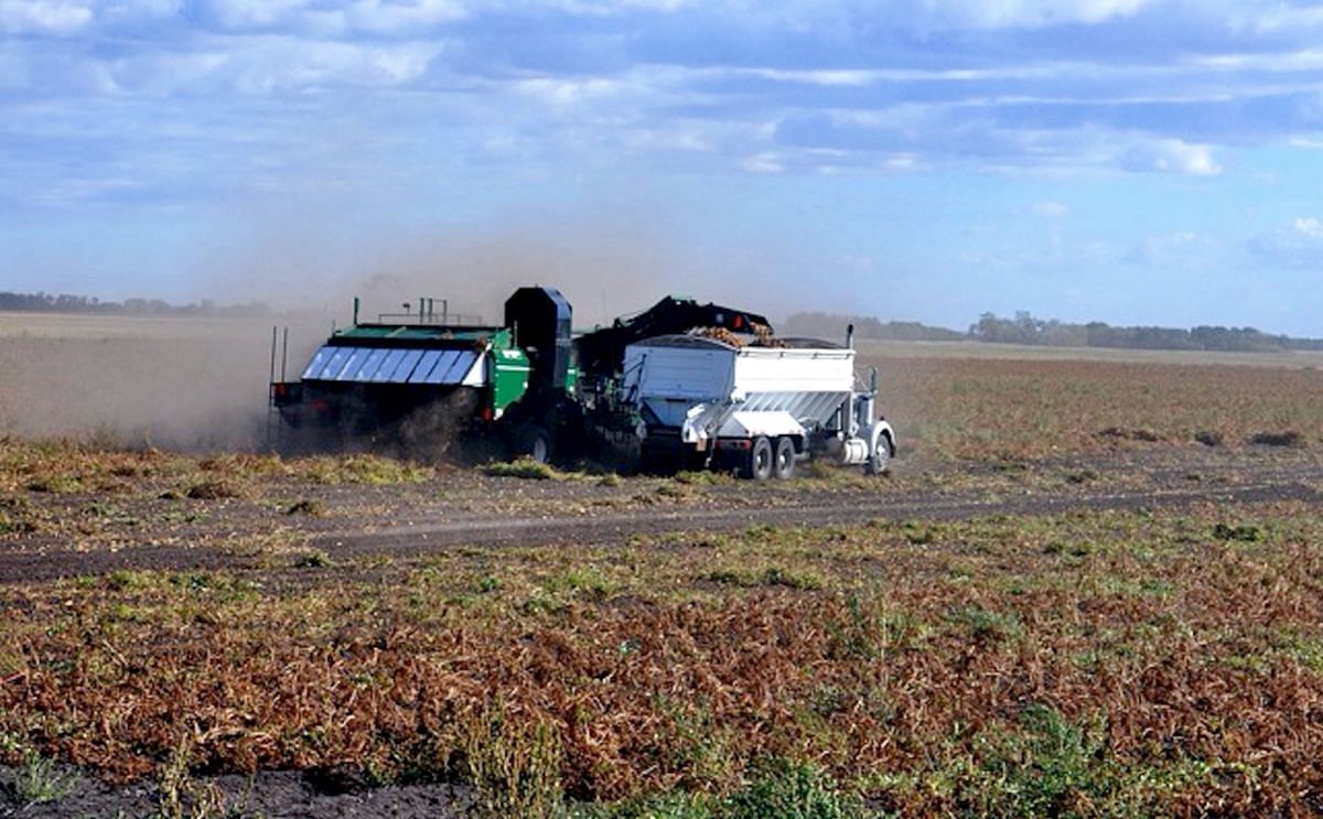 This is how potato harvest should look, but not so for Manitoba potato growers who are now dealing with two bad harvest years in a row. (Courtesy: Luc Gamache)