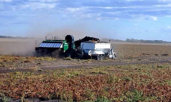 Manitoba Potato Yields recover due to one of the warm fall seasons on record.