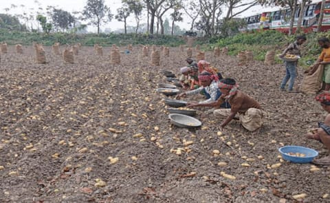 Farmers harvesting potatoes in Munshiganj, Bangladesh Farmers harvesting potatoes in Munshiganj, Bangladesh