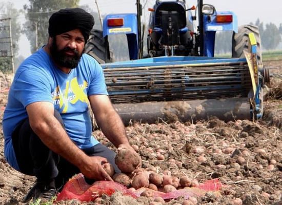 Harvesting potatoes in Jai Singh Wala village in Moga, Punjab (2016)
