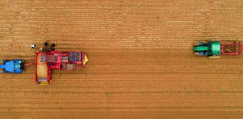 Potato harvest in Iraq and the Kurdistan region has started