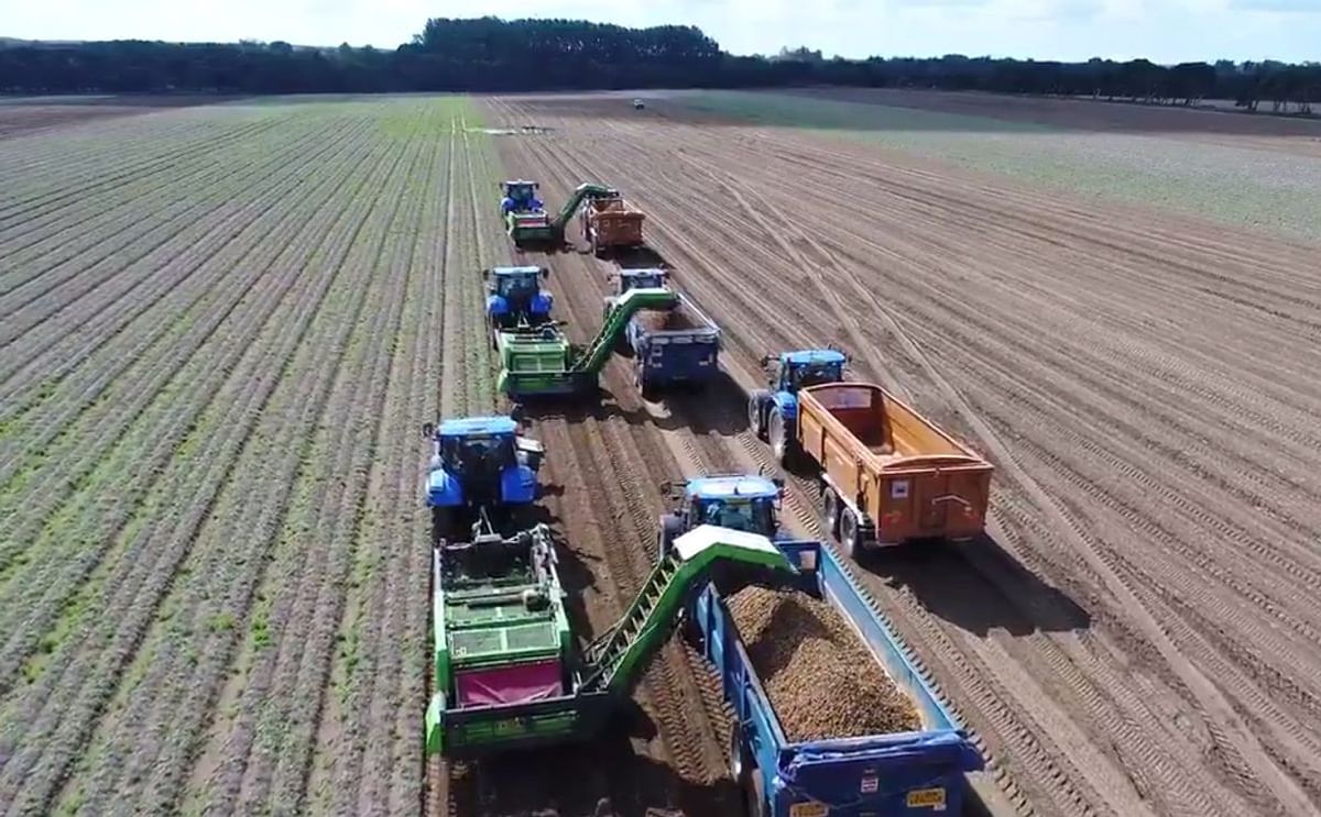 Aardappeloogst bij Wortley and Sons in Norfolk, Engeland (Courtesy: twitter, Morrisons)