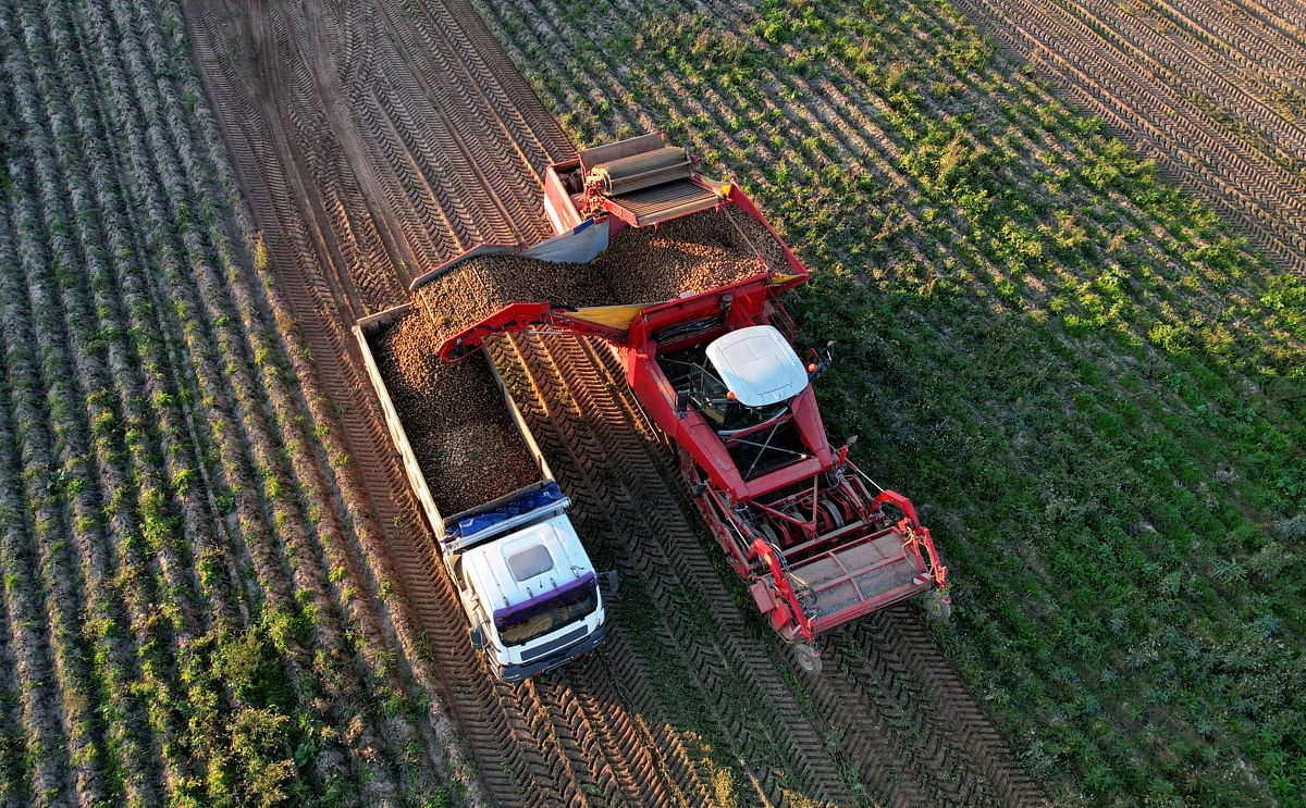 Potato Harvester at Seasonal harvesting of potatoes from field.