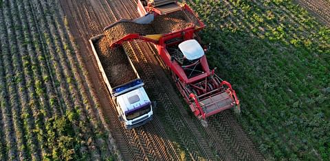 Cae el precio de la patata en España con la importación desde Francia