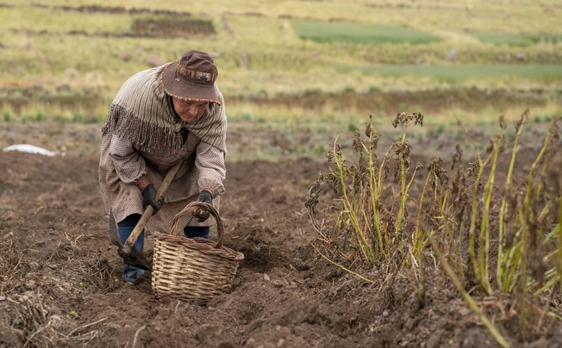 Field to Basket: Women Harvesting Potatoes