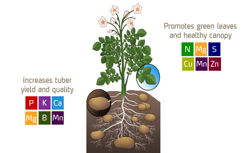 Nutrient deficiency symptoms and their impact on potato tuber quality