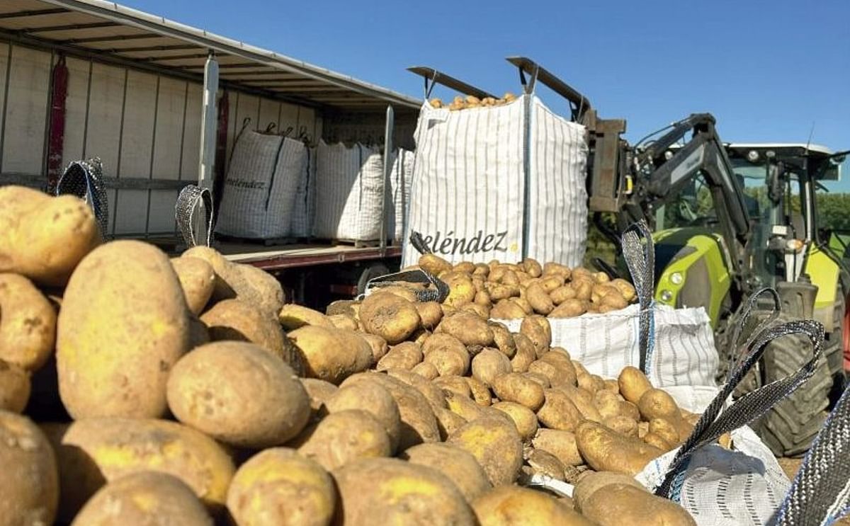 El sector de la patata apuesta por la calidad desde el origen hasta el consumidor