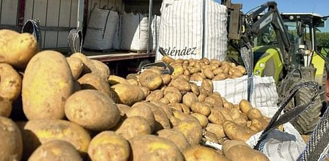 El sector de la patata apuesta por la calidad desde el origen hasta el consumidor