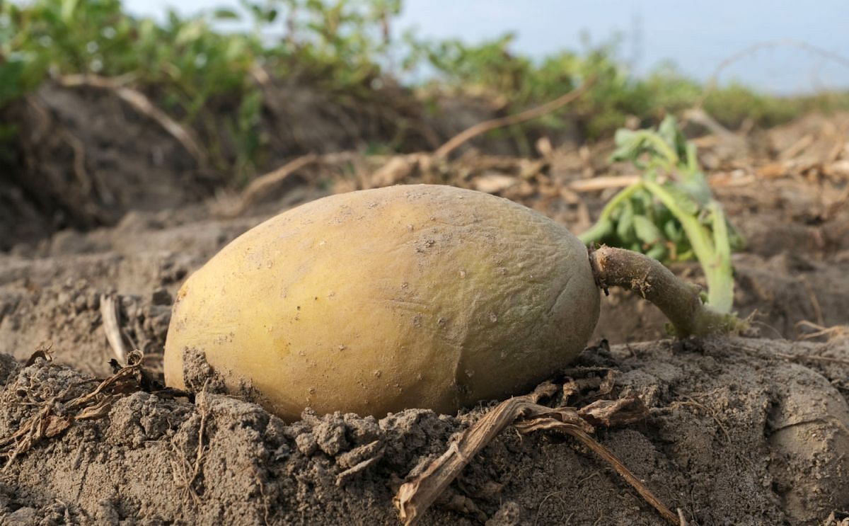 Two summers in a row of drought are causing Germany’s potato supply to dwindle - and prices to rise. (Courtesy: DPA)