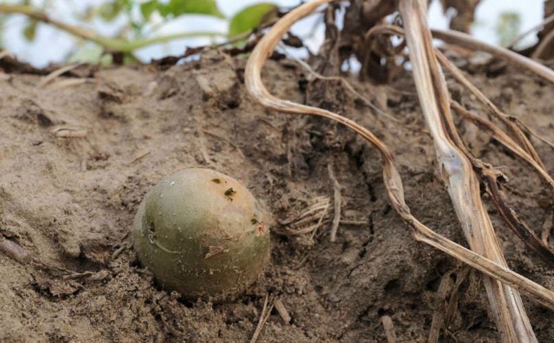 A potato after a harvest in Duisburg, North-Rhine Westphalia. (Courtesy: DPA) A potato after a harvest in Duisburg, North-Rhine Westphalia. (Courtesy: DPA)
