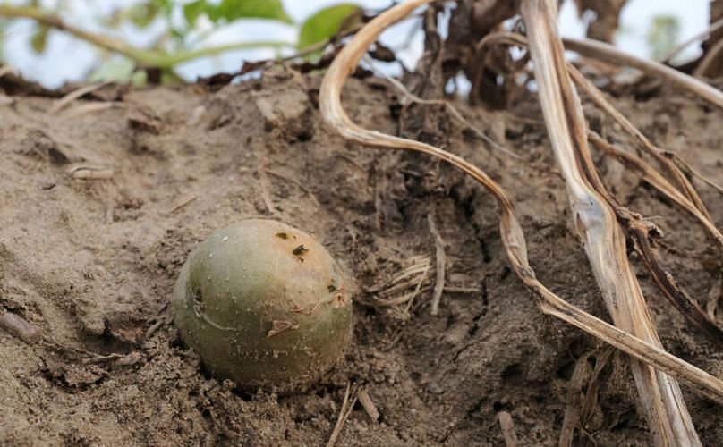 A potato after a harvest in Duisburg, North-Rhine Westphalia. (Courtesy: DPA)