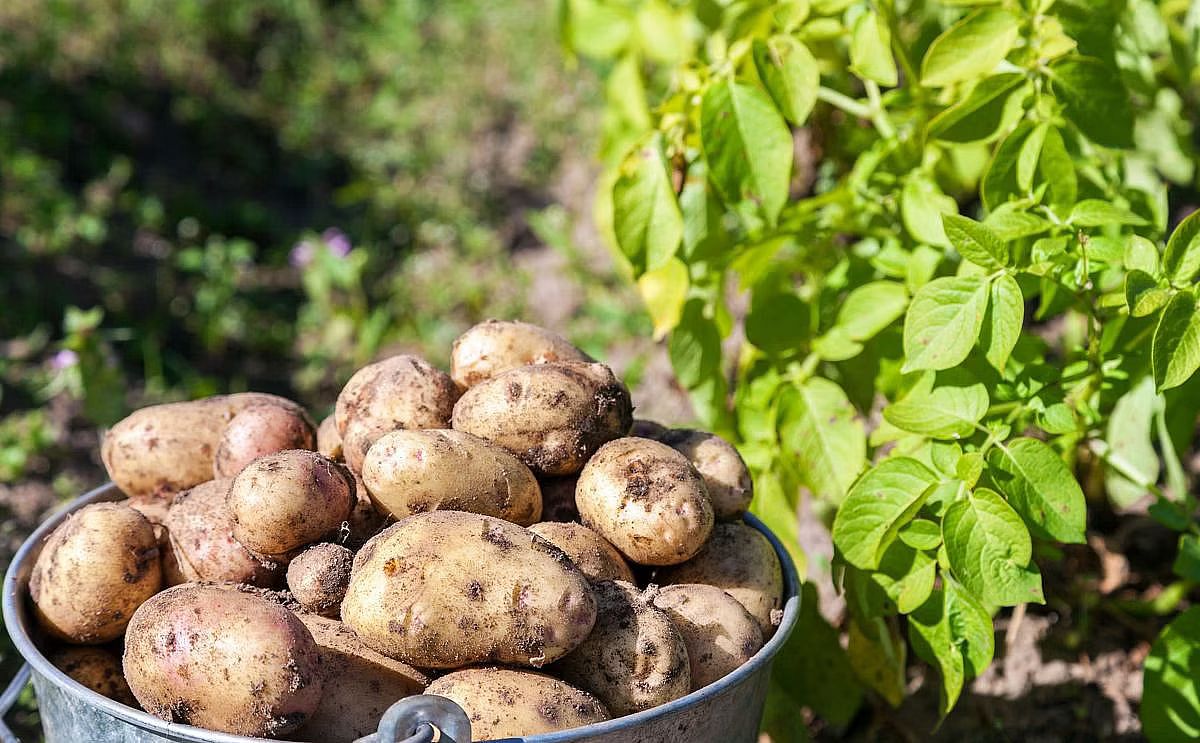 Potatoes in the field