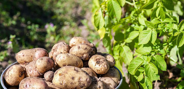 Scientists weed out harmful genes to breed better potatoes
