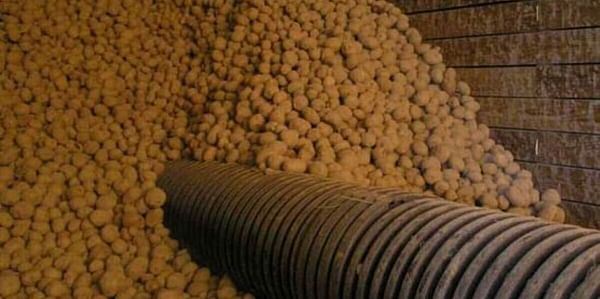 Potatoes in a commercial storage