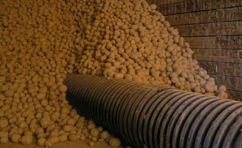 North Dakota potato farming Johnson brothers sentenced to prison for crop insurance fraud