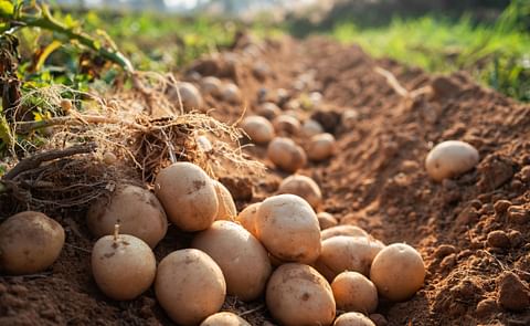 Potatoes in the field Potatoes in the field