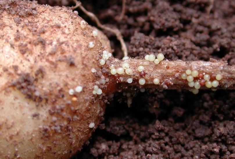 Potato infected by potato cyst nematodes (Courtesy: DuPont) Potato infected by potato cyst nematodes (Courtesy: DuPont)