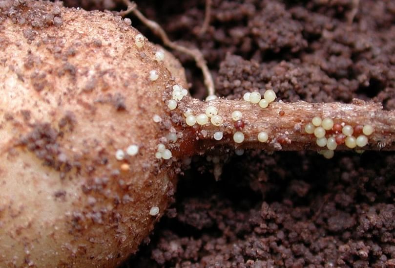 Potato infected by potato cyst nematodes (Courtesy: DuPont) Potato infected by potato cyst nematodes (Courtesy: DuPont)