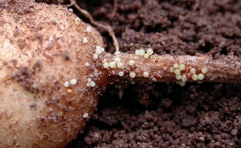 Potato infested by Potato Cyst Nematodes (PCN) Potato infested by Potato Cyst Nematodes (PCN)