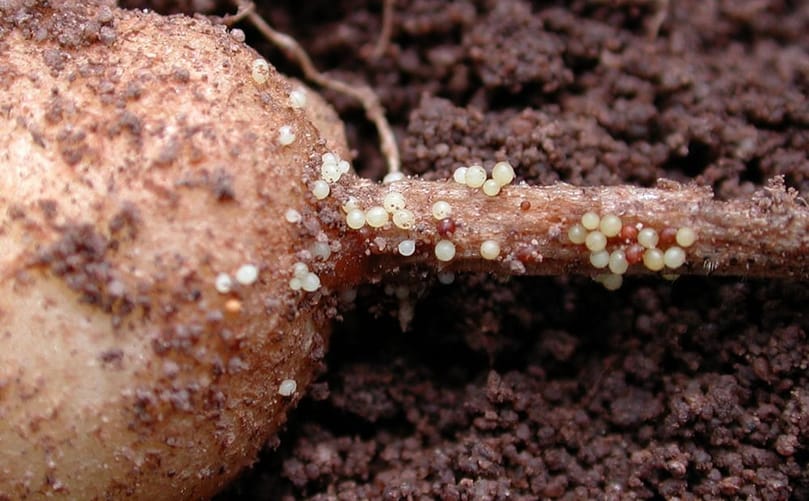 Visible Potato Cyst Nematode Cysts Attached to Potato Roots