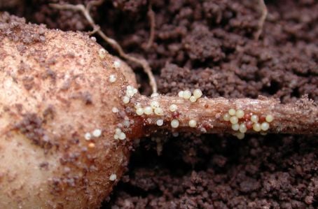 Potato infested by Potato Cyst Nematodes (PCN) Potato infested by Potato Cyst Nematodes (PCN)