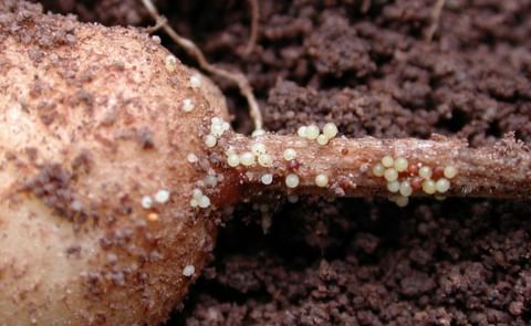 Potato infested by Potato Cyst Nematodes (Courtesy: DuPont; picture updated 2017) Potato infested by Potato Cyst Nematodes (Courtesy: DuPont; picture updated 2017)
