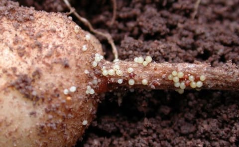 Potato infested by Potato Cyst Nematodes (Courtesy: DuPont; picture updated 2017) Potato infested by Potato Cyst Nematodes (Courtesy: DuPont; picture updated 2017)