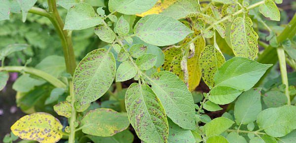 Lesiones de tizón tardío en hojas de papa