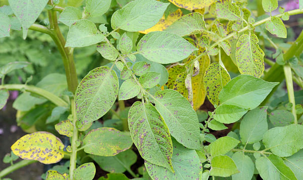 Late blight (Phytophthora Infestans) on potato leaf