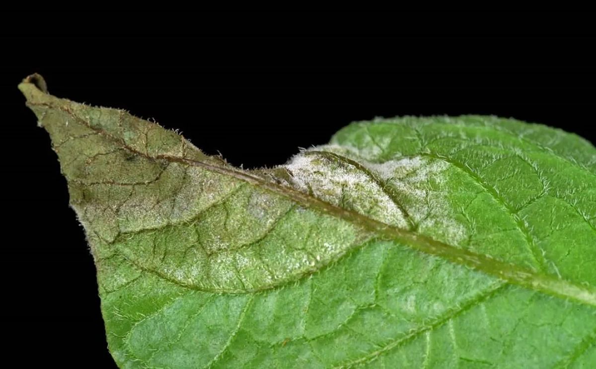 Actively sporulating lesion of potato late blight showing spore production on the underside of the leaf Actively sporulating lesion of potato late blight showing spore production on the underside of the leaf