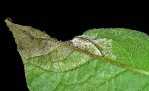 Actively sporulating lesion of potato late blight showing spore production on the underside of the leaf Actively sporulating lesion of potato late blight showing spore production on the underside of the leaf